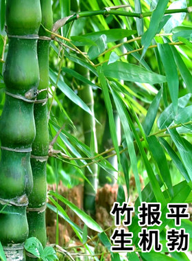佛肚竹老桩罗汉竹盆栽大型葫w芦竹绿植盆景客厅办公室内竹子防辐
