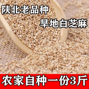 3斤24年白芝麻 陕北旱地农家自种干净无沙生油芝麻老品种新芝麻仁