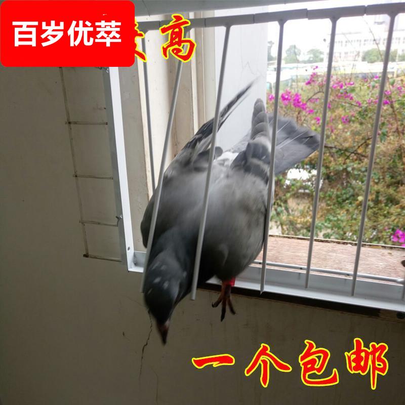 青睐便宜的活动门自动门跳笼门鸽子撞门进出门鸽具活络门帘子门信