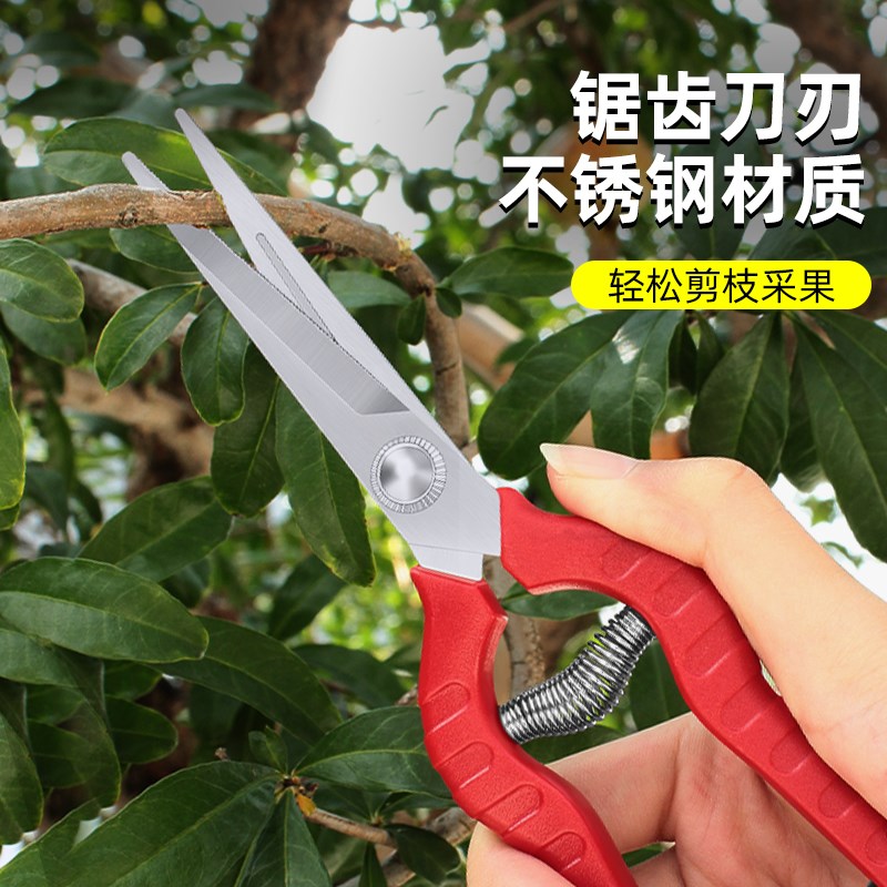 园艺剪刀修枝剪j修剪树枝果树花剪葡萄采摘花椒专用剪刀专用神器图片