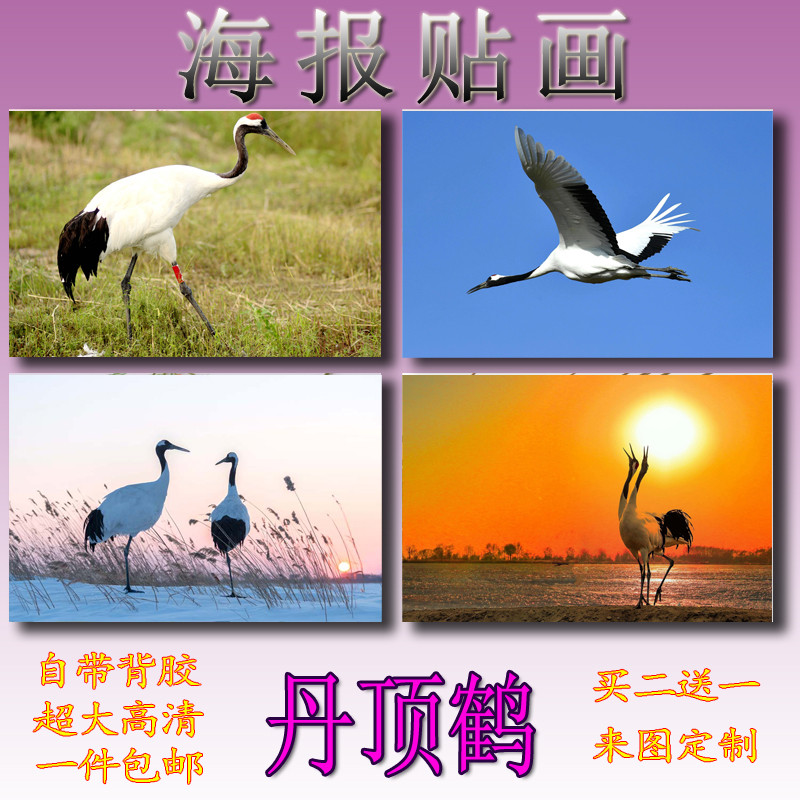丹顶鹤动物白色可爱大型益智儿童海报贴画壁画防水来图定制室内