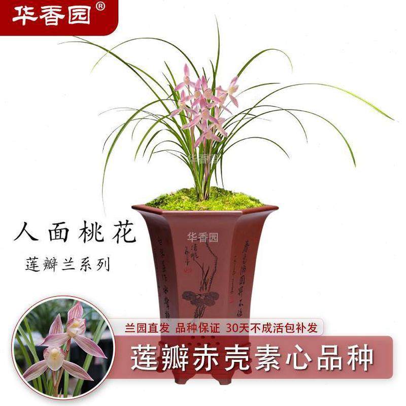 耐阴绿植人素办公室面桃花内心】莲瓣兰赤壳花兰花苗品种桃红色【,鲜花速递/花卉仿真/绿植园艺,国兰/杂交兰/洋兰类,淘宝优惠券,粉丝福利购,淘宝优惠卷