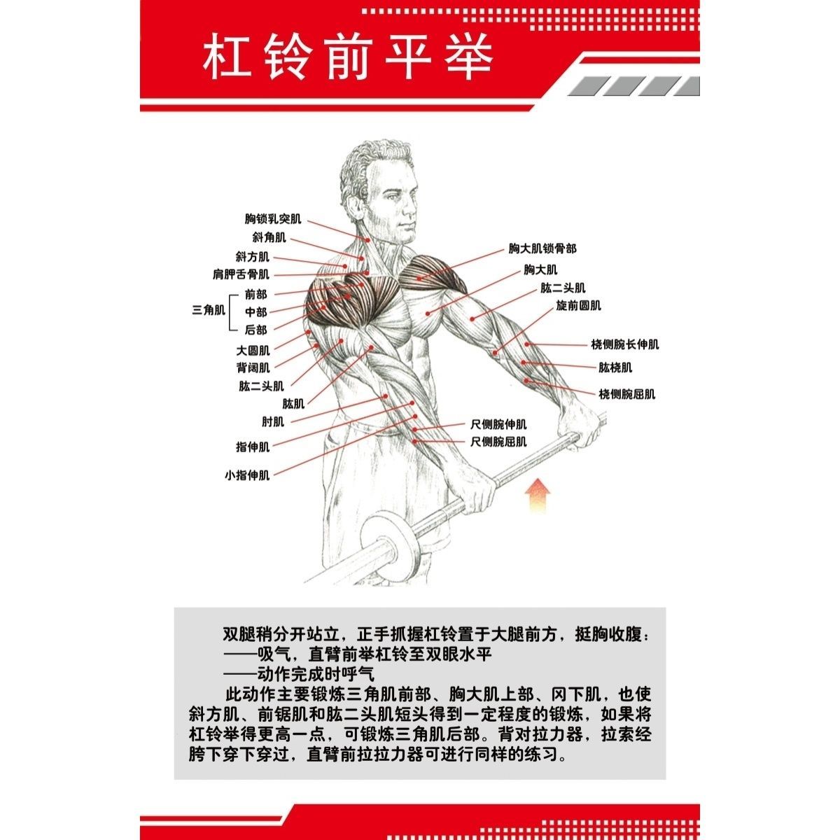海报印制展板写真喷绘贴纸健身房肌肉挂图2杠铃前平举挂图墙贴