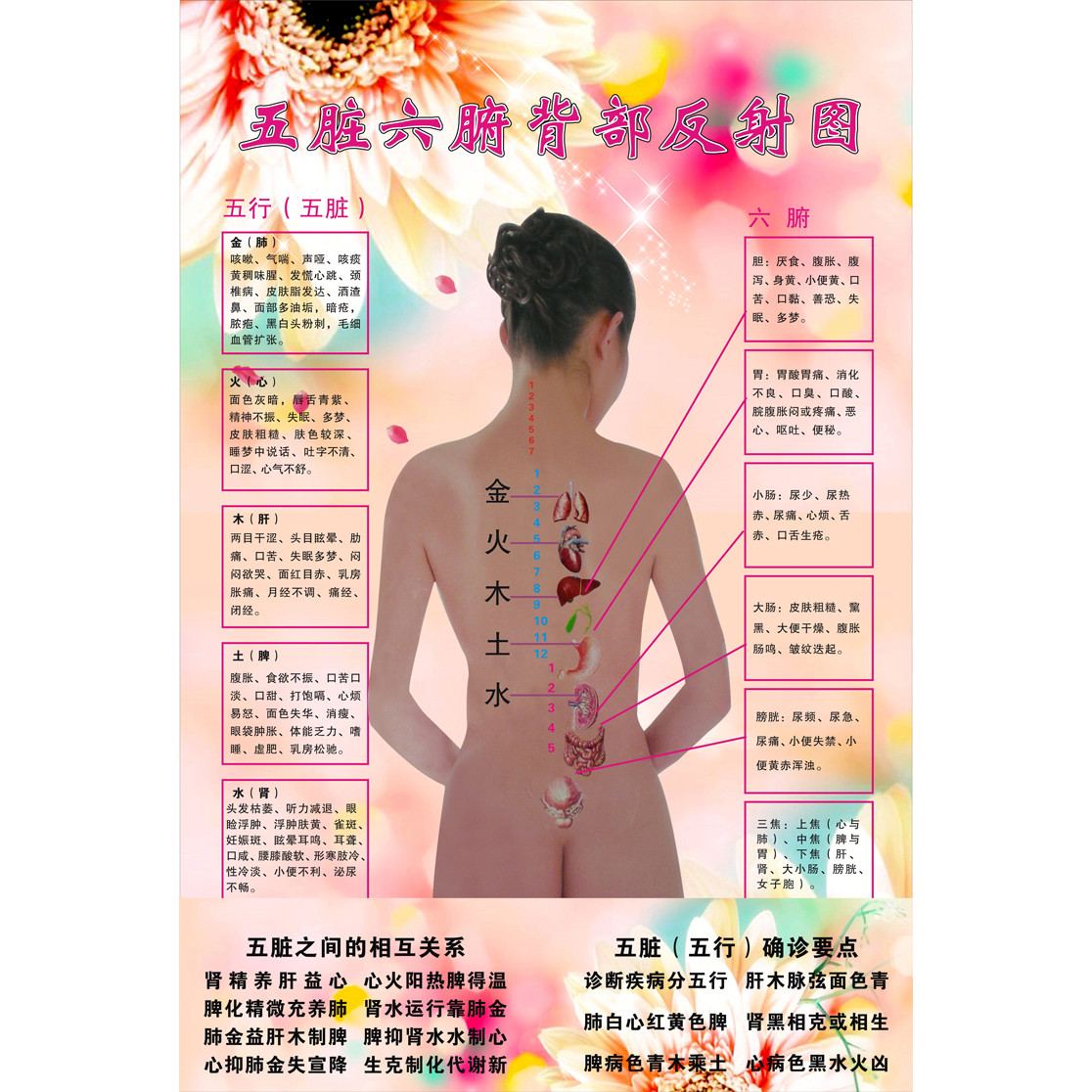 五脏六腑背部养生挂图 中医美容人体五行养生时辰确诊知识海报