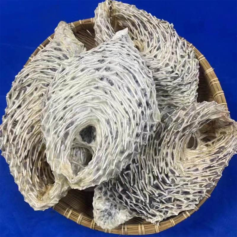 速发海南南海西沙群岛鱼皮鲍鱼冰鲜去刺龟鱼皮晒干刺豚刺海鲜干货