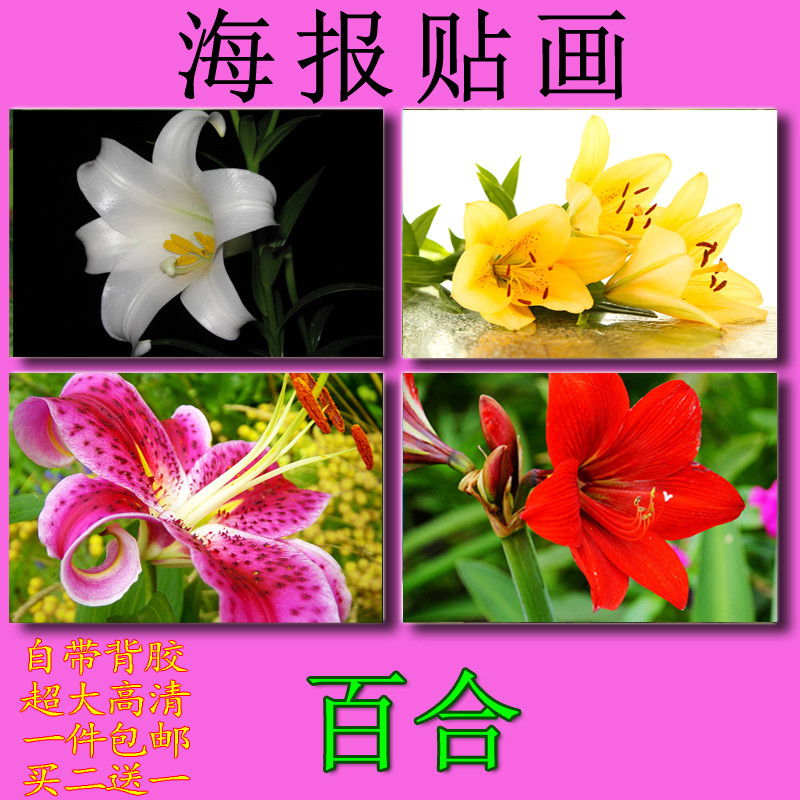 百合花植物花卉花草植被唯美贴画海报装饰画室内免打孔卧室玄关图片