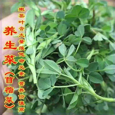 食用苜蓿野养生菜种子菜籽夏季紫花苜蓿芽四季播野生多年生蔬菜籽