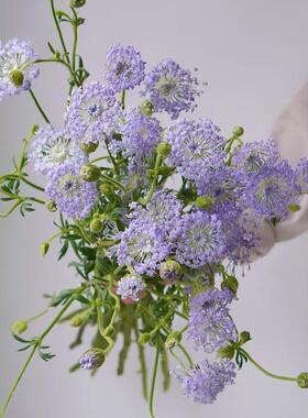 紫色翠珠鲜花花束云南基地直发雨伞花鲜切花花艺配花家用水培插花
