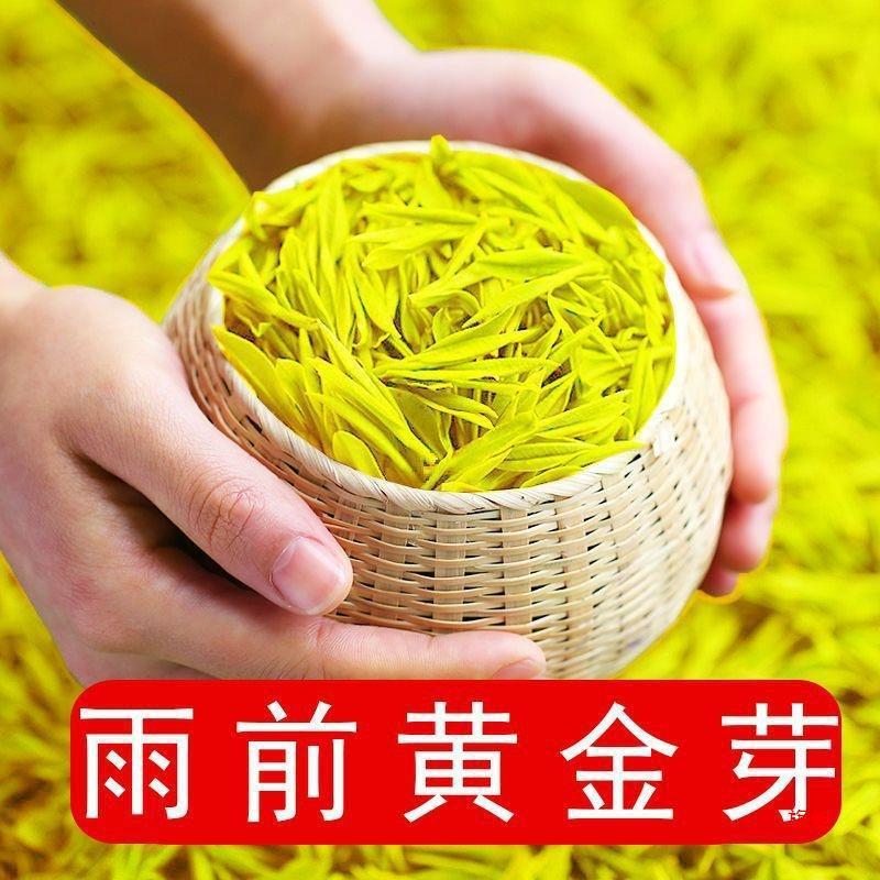 新货黄茶半斤芽年新茶绿茶茶叶雨前芽豆香型浓香耐泡