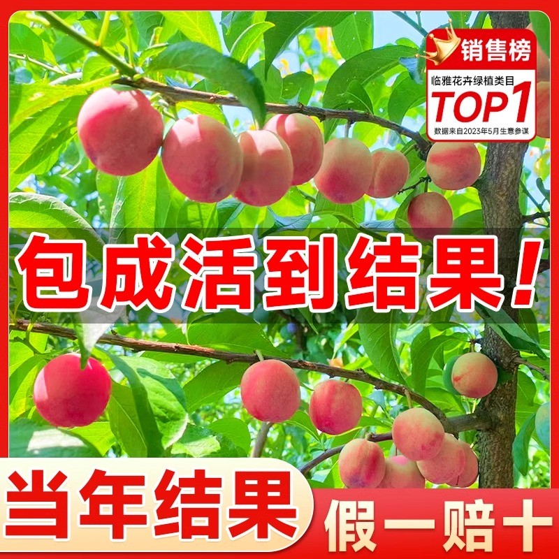 早熟水蜜桃树苗嫁接黄桃树苖树当年结果南方北方种植桃树果