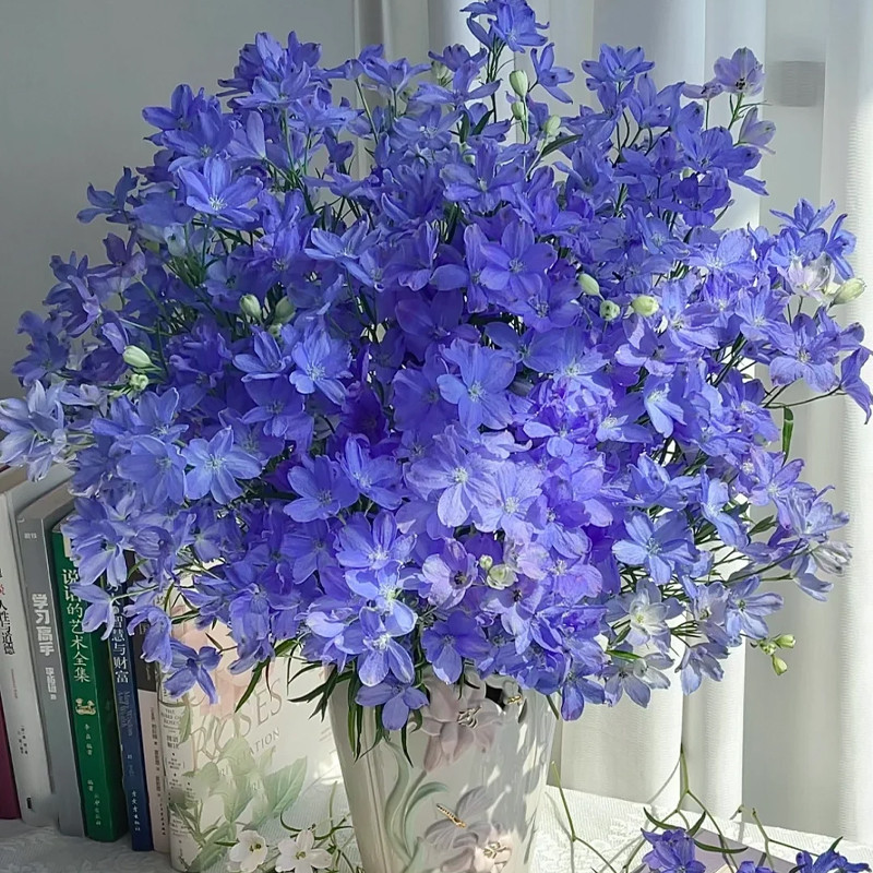 小花飞燕草鲜花云南直发室内水培绿植插花配花鸽子花小飞燕鲜切花