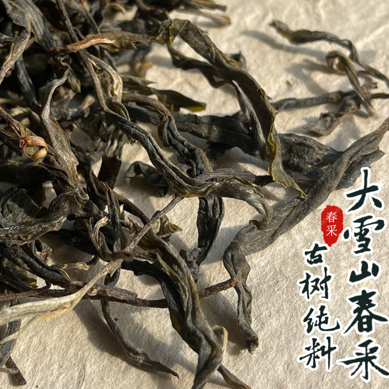 新日期云南大雪山古树普洱茶生茶老树纯料春茶临沧生普洱散装散茶