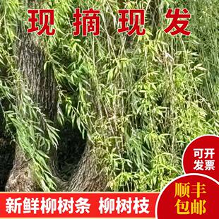 野生新鲜杨柳枝条柳树枝垂柳枝条带叶杨柳枝出狱去晦气转运