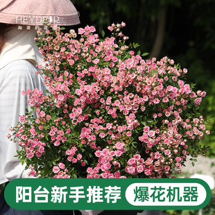 花园月季 海蒂 花苗超微开花小微型迷你阳台室外露台植物花卉盆栽