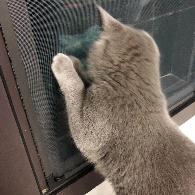 现货速发窗户防蚊磁性纱窗纱网自粘条免打孔窗纱门帘沙窗纱网用,居家日用,纱窗/纱门,淘宝优惠券,粉丝福利购,淘宝优惠卷