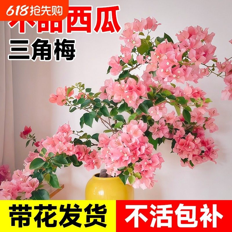 不甜西瓜三角梅四季开花带花重瓣漳红樱爬藤苗三角梅苗,鲜花速递/花卉仿真/绿植园艺,时令草本花卉,淘宝优惠券,粉丝福利购,淘宝优惠卷