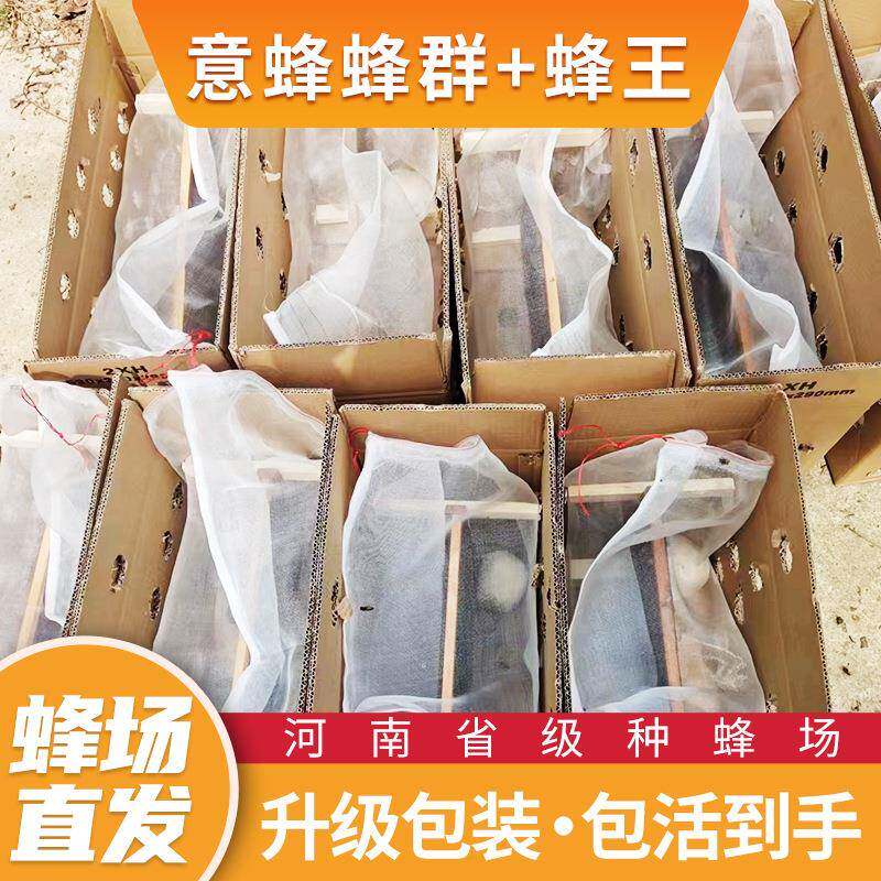 意蜂笼蜂足斤足量包活到手意蜂带蜂王带子脾蜂群蜂场直发支持