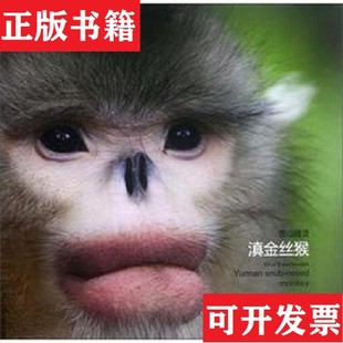 【正版现货】雪山精灵：滇金丝猴润宁、山岚著云南美术出版社