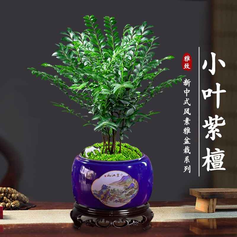 小叶黑骨茶紫檀盆景植物老桩盆栽办公室内花卉P绿植好养活四季常