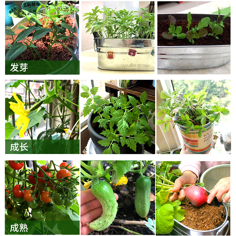 小番茄苗植物盆栽幼儿q园儿童蔬菜种植观察生长阳台黄瓜草莓微绿