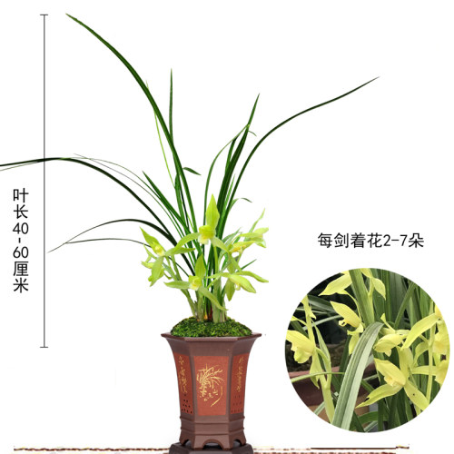 兰花春剑西蜀道光n绿植花卉盆栽易活四季室内好养植物
