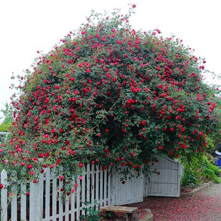 惠惠的花园爬藤月季赤龙含珠四季开花耐热耐晒庭院阳Z台月季盆栽