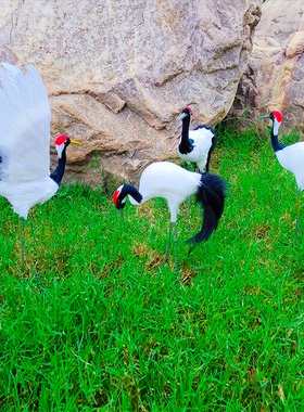 热卖仿真丹顶鹤羽毛模型摆件仙鹤盆景橱窗创意装饰田X园风手工艺