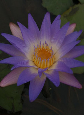 蓝色小花睡莲香型带花苞家庭盆栽水培水生植物四季花卉Z碗莲根块