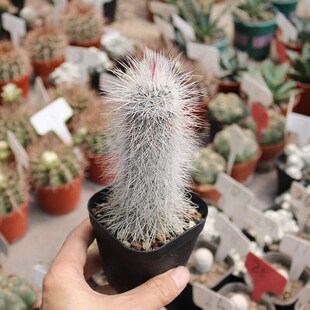 长毛青花虾仙人球k稀有白刺白毛开花绿花仙人掌多肉阳台观赏小盆