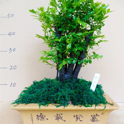 老桩造型小叶紫檀盆景植s物室内多树桩盆栽大型盆景树桌面绿植客