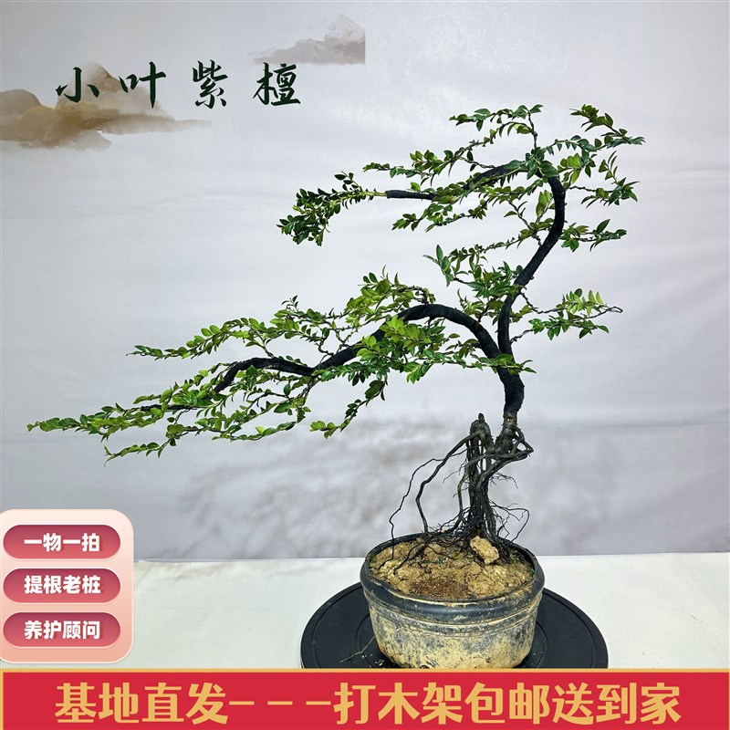 提根黑骨茶一物一拍 广东t小叶紫檀黑檀盆景 室内老庄盆栽常绿好