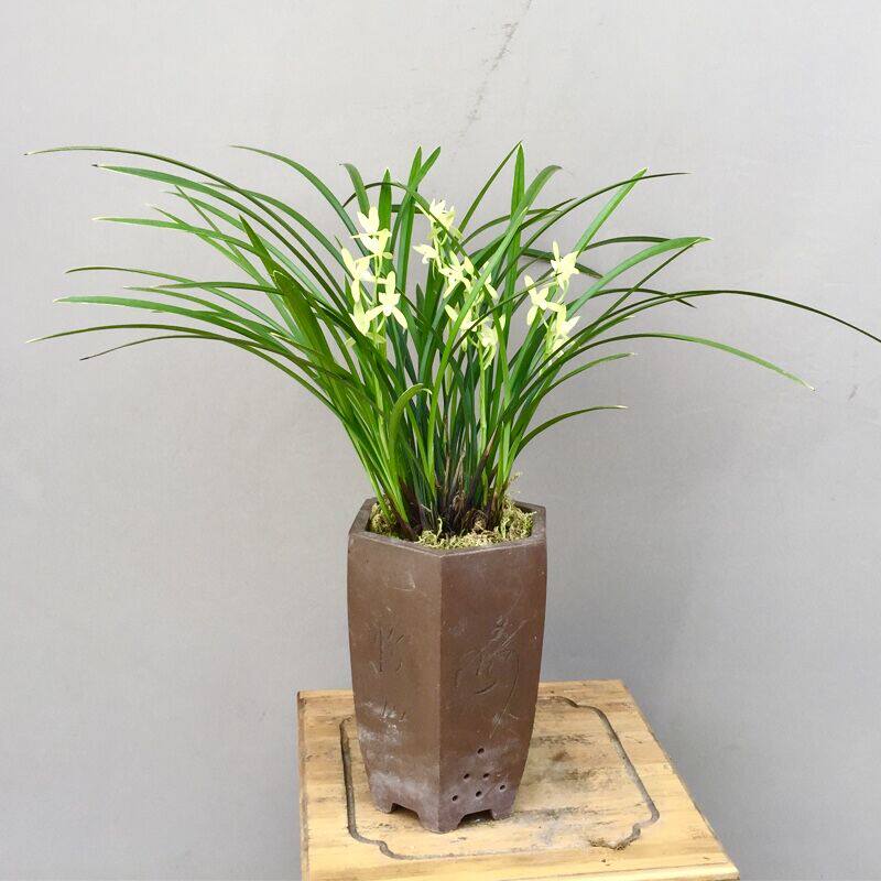 金嘴天香素银针素建兰四季兰素心叶花双艺阳台P喜阴花卉绿植物包