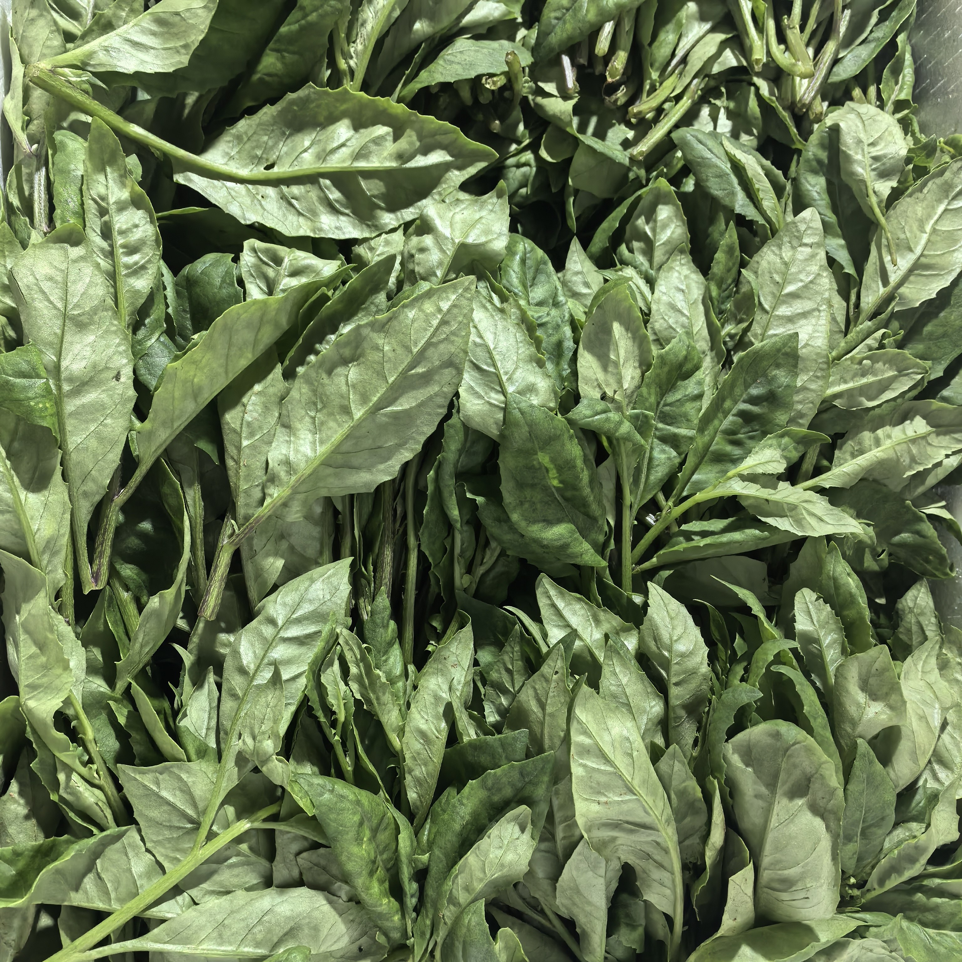 【鲜菜上市】 神仙菜鲜菜 新鲜其它