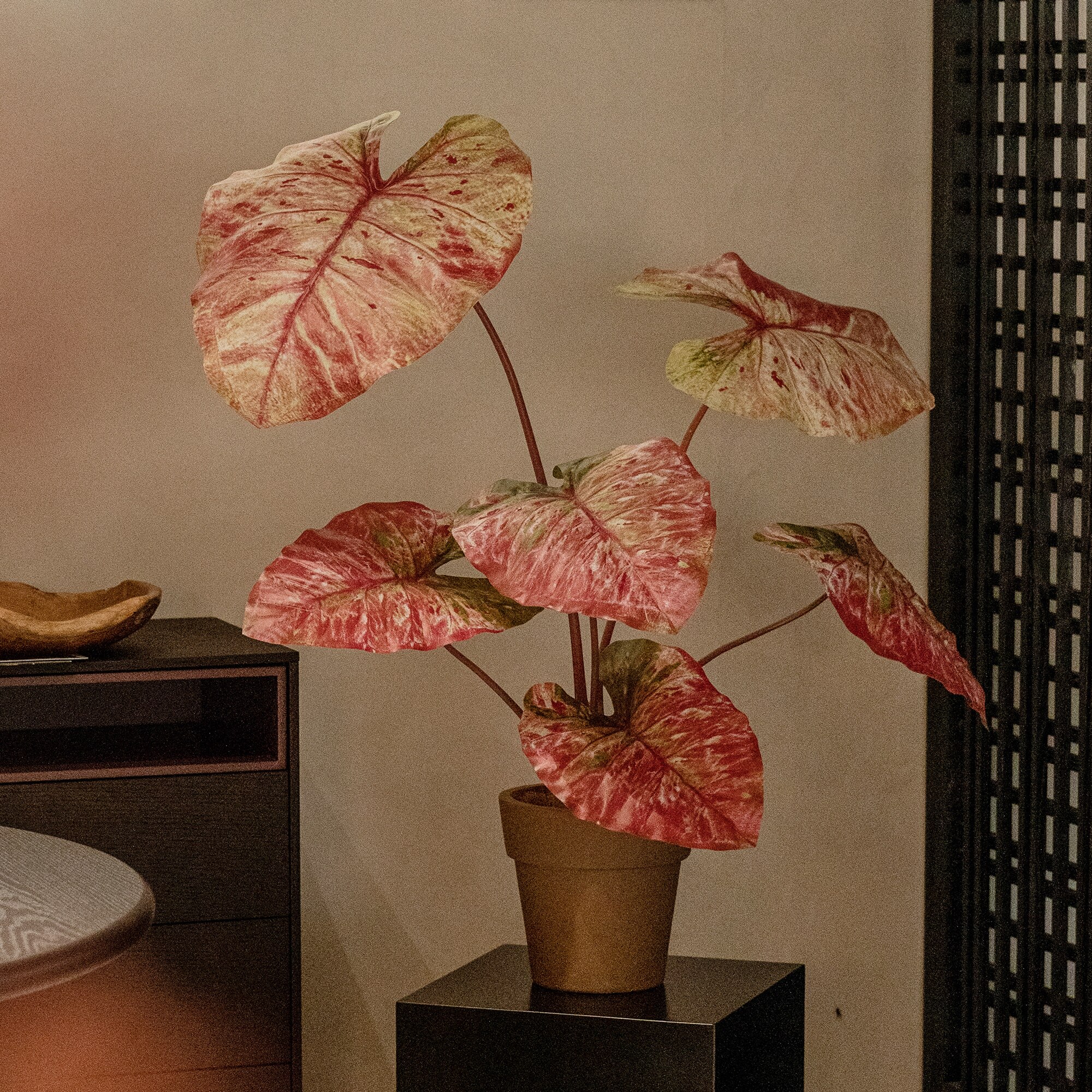 na装家花房彩色竹芋仿真绿古na-fzlz-植轻奢复家龟居饰盆栽摆设客