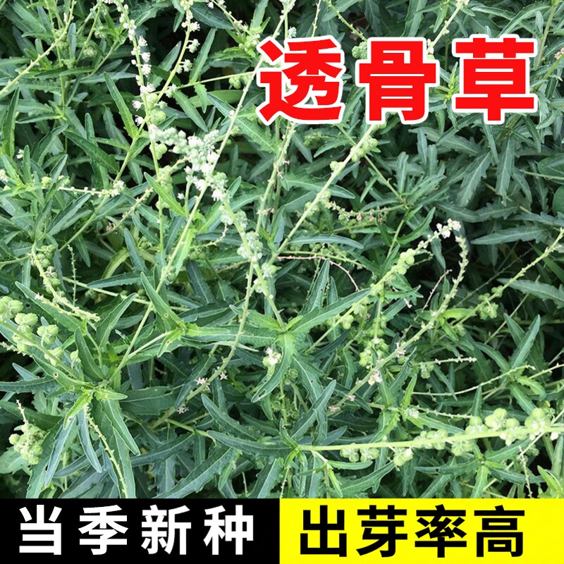 透骨草种子 珍珠透骨草籽 散装野生材中草药春季药材种子