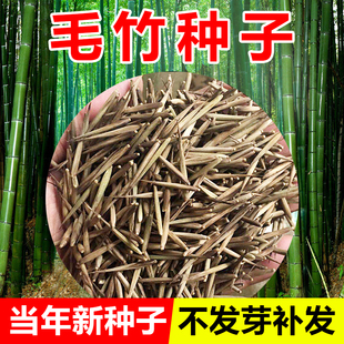 竹子种子苗户外绿植庭院紫竹黄金竹罗汉竹耐寒南北方大型毛竹种籽