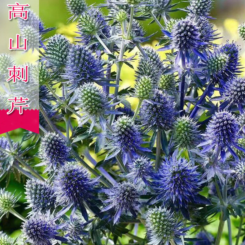 高山刺芹花种籽子春播花卉冬季耐寒室内外阳台庭院盆栽耐旱花籽子
