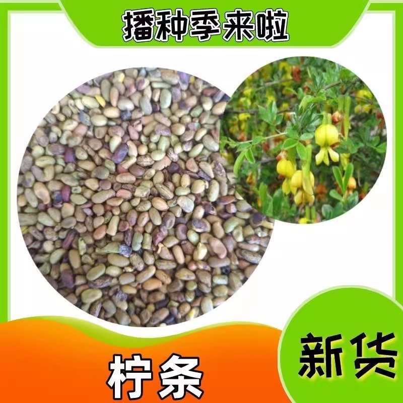 柠条种子防风抗旱治沙护坡