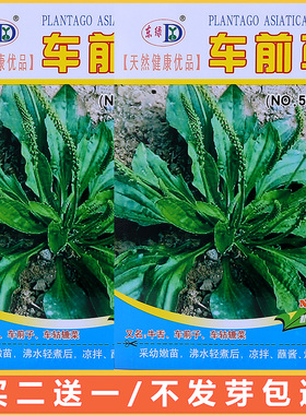 四季中药材野生车前草种籽阳台盆栽春夏秋冬绿色蔬菜种子大田种植