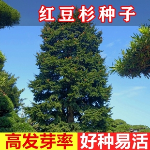 正宗红豆杉种子中国南方红豆杉种籽 东北红豆杉 曼地亚红豆杉树种