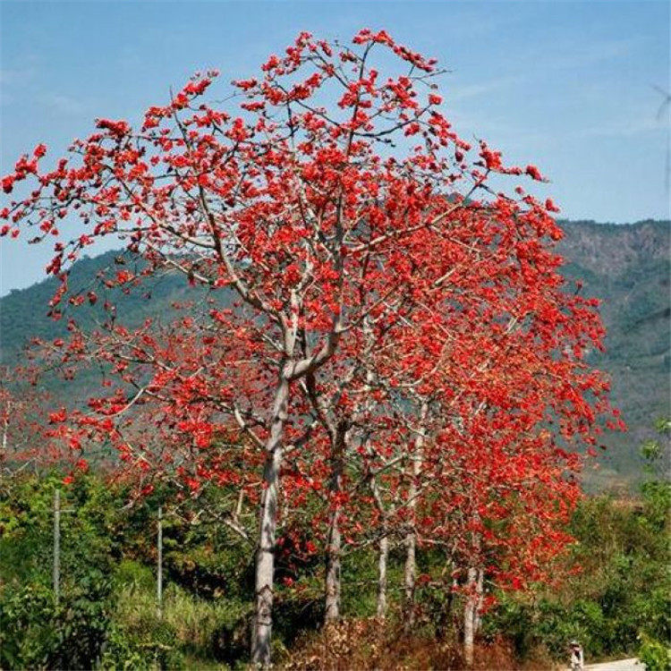 新采木棉种子美丽异木棉种子