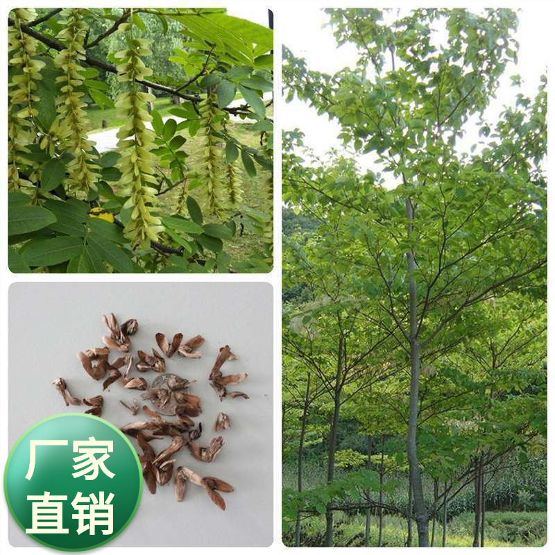 林木种子枫杨白杨燕柳水麻柳