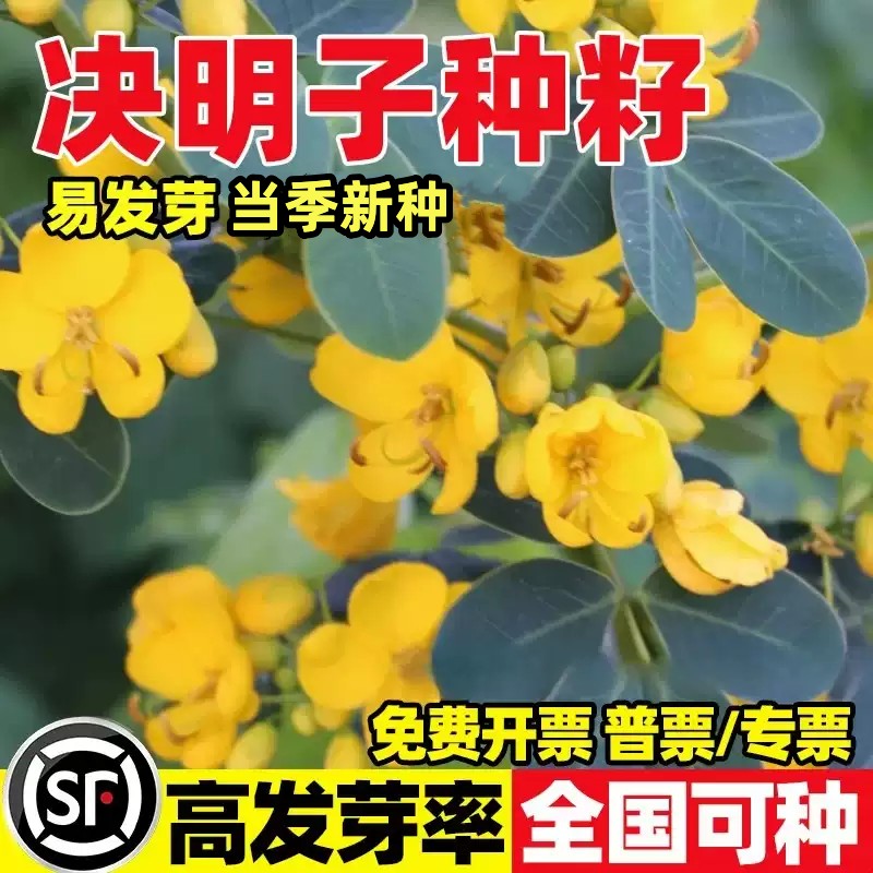 决明子种子护坡固土植物灌木草种籽枣林景观边坡绿化高速公路草籽