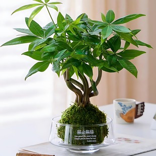 【禁止焦虑】文竹苔藓球水培玻璃花盆办公室内绿植客厅桌面摆件大