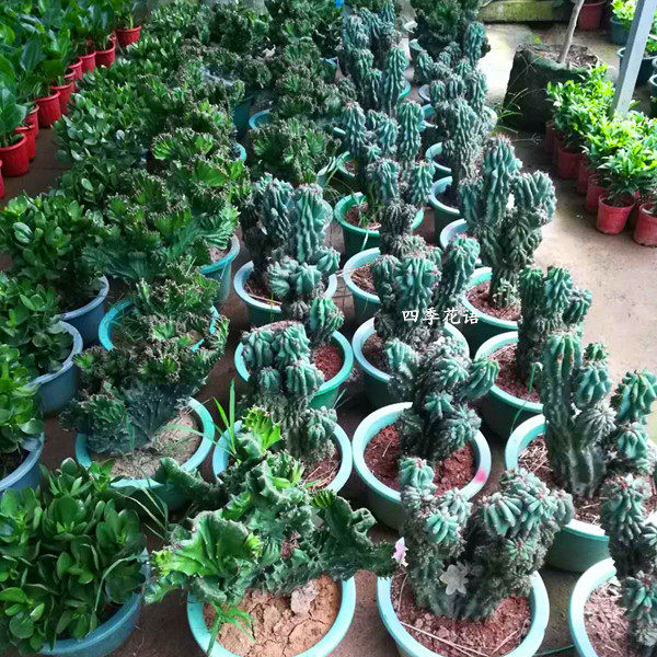 仙人山虎头罗汉山影拳 仙人掌类沙生多肉植物 虎头V山影 盆栽花卉,鲜花速递/花卉仿真/绿植园艺,多肉植物,淘宝优惠券,粉丝福利购,淘宝优惠卷