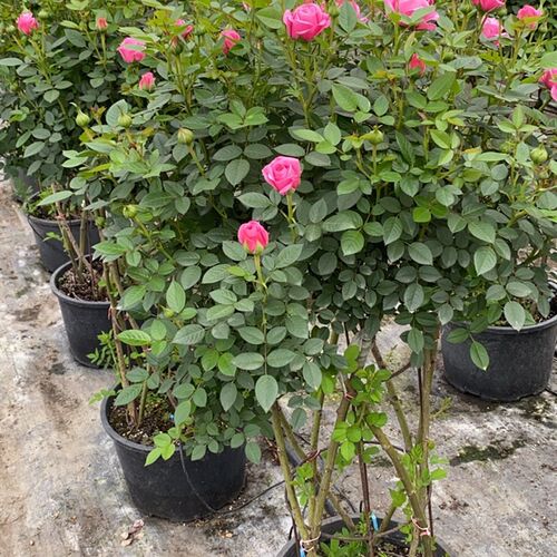 闪耀珠宝月季花瓶花x篮四季开花庭院盆栽花卉