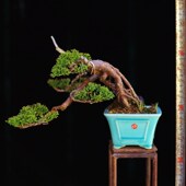 济州真柏微型小品盆栽松柏基地出品绿植摆件O物一造型盆景盆景老