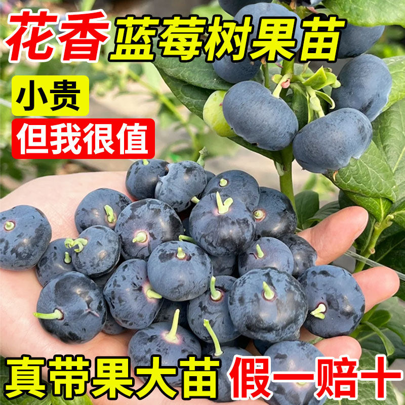 花香蓝莓树果苗带果云南2