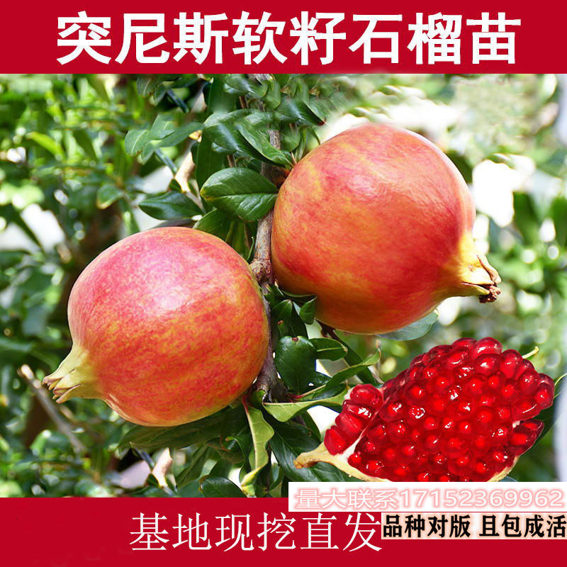 重庆带土发货庭院种植果树 番石榴树苗 泰国芭乐 芭乐树苗果苗