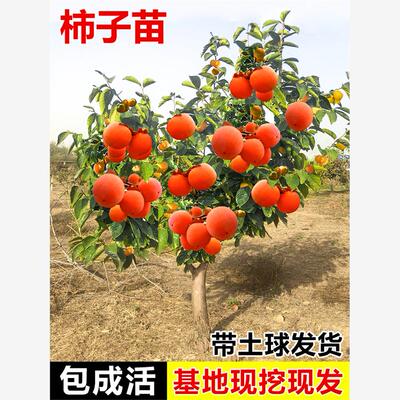 甜脆奶油苹果水果柿子苗